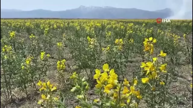 Bu çiçeği izinsiz koparmanın cezası 73 bin TL Bu çiçeği izinsiz koparmanın cezası 73 bin TL
