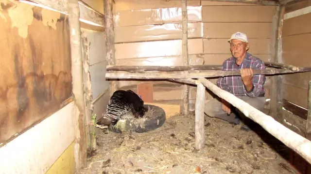 Çanakkale'de erkek hindi kuluçkaya yattı Çanakkale'de erkek hindi kuluçkaya yattı