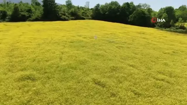 doganin altin renkli studyosu gorenleri mest 2 14133290 o