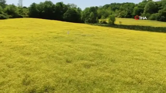 doganin altin renkli studyosu gorenleri mest 3 14133290 o