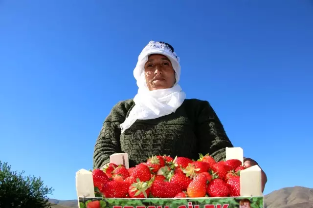 Elazığ'da çilek zamanı...Kasa kasa satılıyor