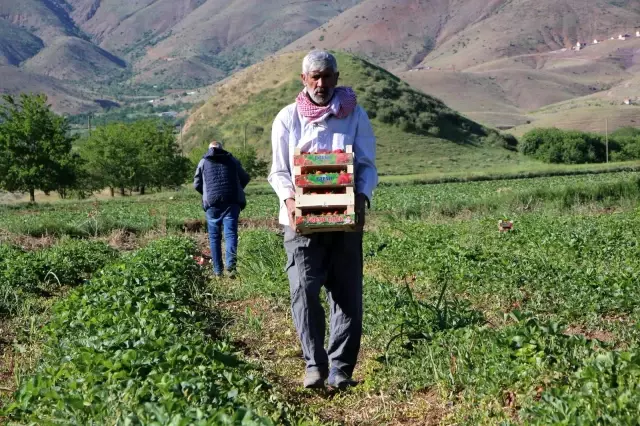 Elazığ'da çilek zamanı...Kasa kasa satılıyor