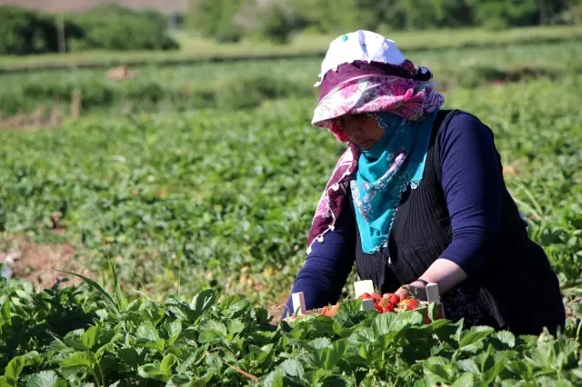 Elazığ'da çilek zamanı...Kasa kasa satılıyor