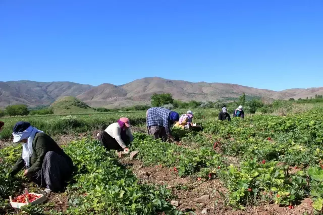 Elazığ'da çilek zamanı...Kasa kasa satılıyor