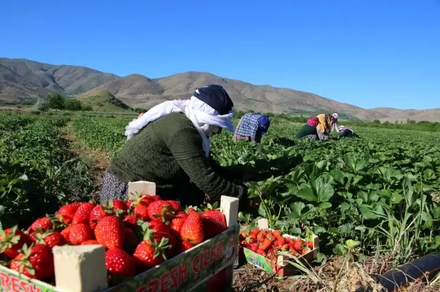 Elazığ'da çilek zamanı, kasa kasa satılıyor Elazığ'da çilek zamanı, kasa kasa satılıyor