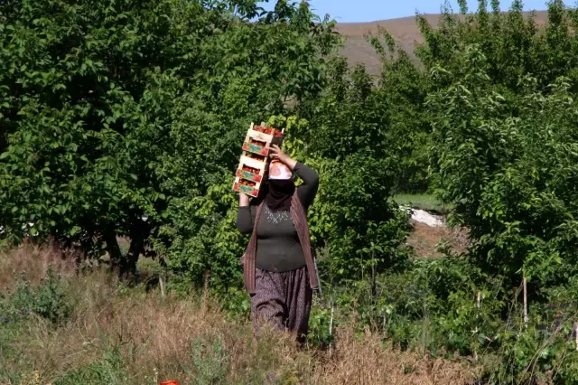 Elazığ'da çilek zamanı...Kasa kasa satılıyor