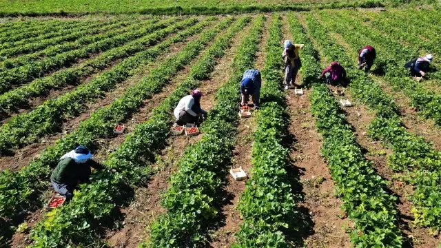 Elazığ'da çilek zamanı, kasa kasa satılıyor Elazığ'da çilek zamanı, kasa kasa satılıyor