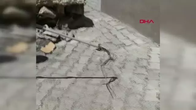 Son dakika haberi: Evin bahçesindeki yılanı itfaiye görevlisi yakaladı Son dakika haberi: Evin bahçesindeki yılanı itfaiye görevlisi yakaladı