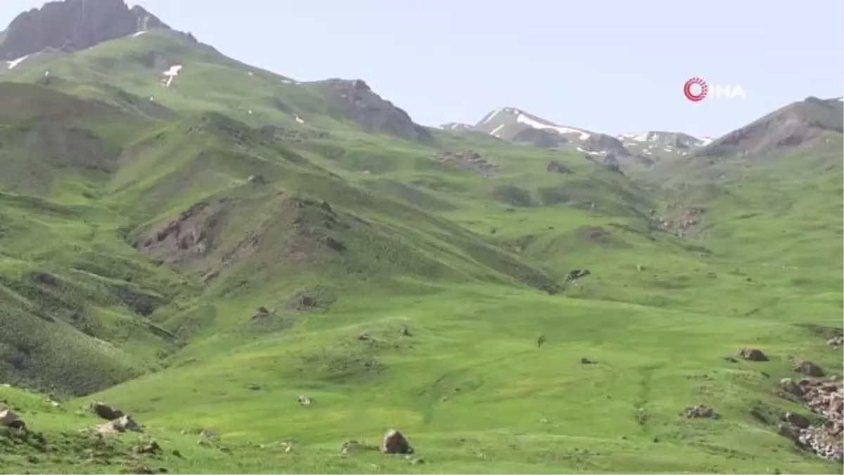 Göçmen kuşlar Şırnak yaylalarını doldurdu