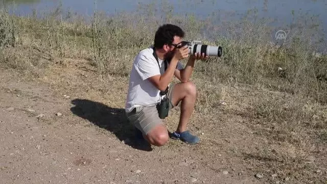Kıyı balıkçılı kuşu, Türkiye'de ilk kez Hatay'da kayıt altına alındı