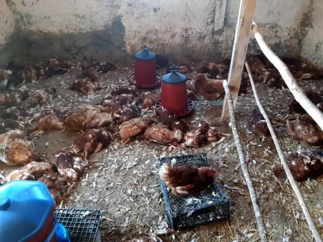 Köpekler 280 tavuğu parçaladı Köpekler 280 tavuğu parçaladı