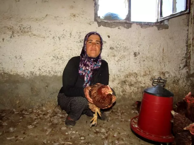 Köpekler 280 tavuğu parçaladı Köpekler 280 tavuğu parçaladı