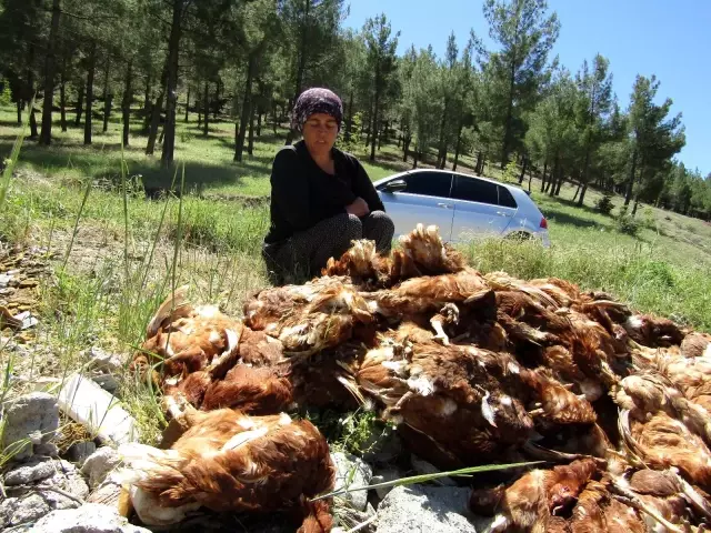 Köpekler 280 tavuğu parçaladı Köpekler 280 tavuğu parçaladı