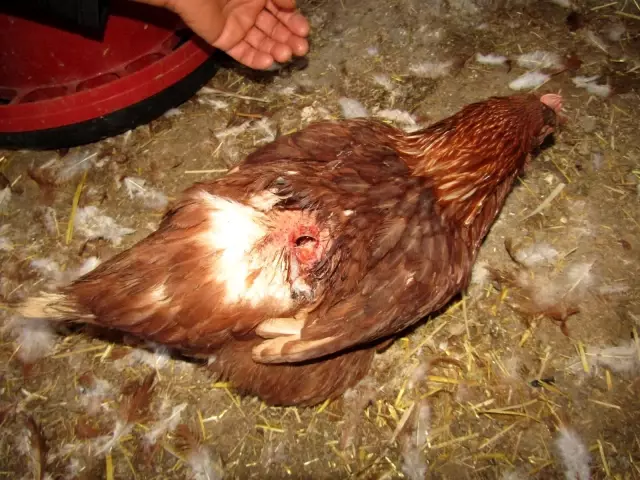 Köpekler 280 tavuğu parçaladı Köpekler 280 tavuğu parçaladı