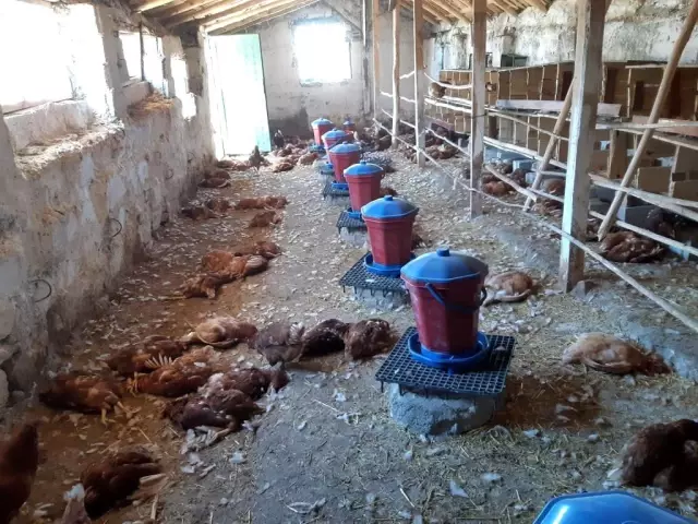 Köpekler 280 tavuğu parçaladı Köpekler 280 tavuğu parçaladı