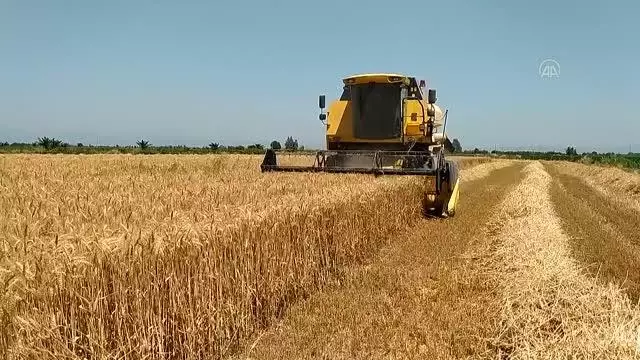 Kozan'da buğday hasadına başlandı Kozan'da buğday hasadına başlandı