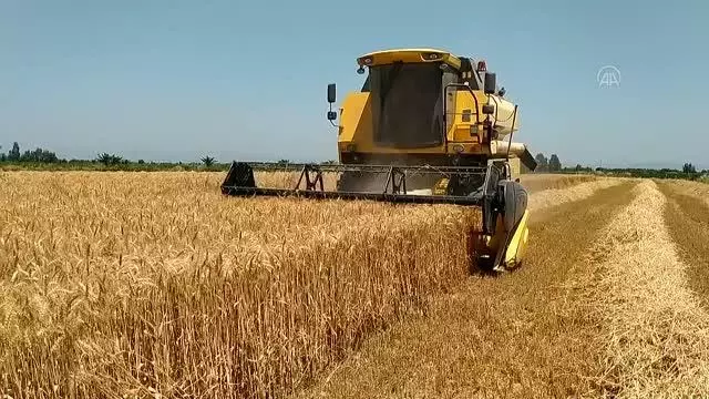 Kozan'da buğday hasadına başlandı Kozan'da buğday hasadına başlandı