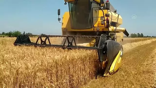 Kozan'da buğday hasadına başlandı Kozan'da buğday hasadına başlandı