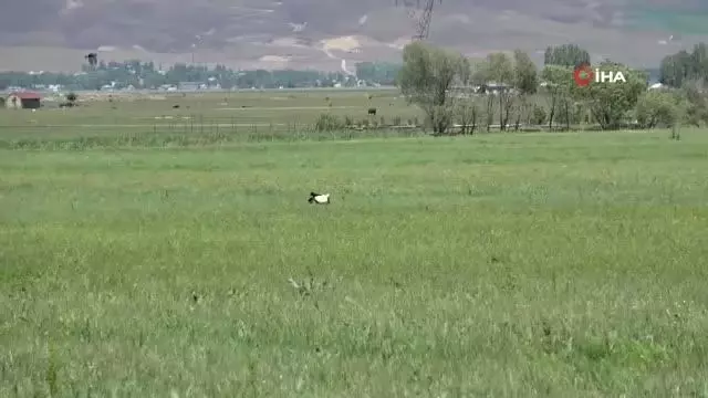 Son dakika haberi: - Muş Ovası'ndaki leyleklerden görsel şölen