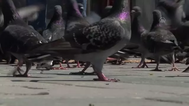 'Tam kapanma'da sokak hayvanlarını her gün 400 kilogram yem ve mama ile besliyorlar 'Tam kapanma'da sokak hayvanlarını her gün 400 kilogram yem ve mama ile besliyorlar