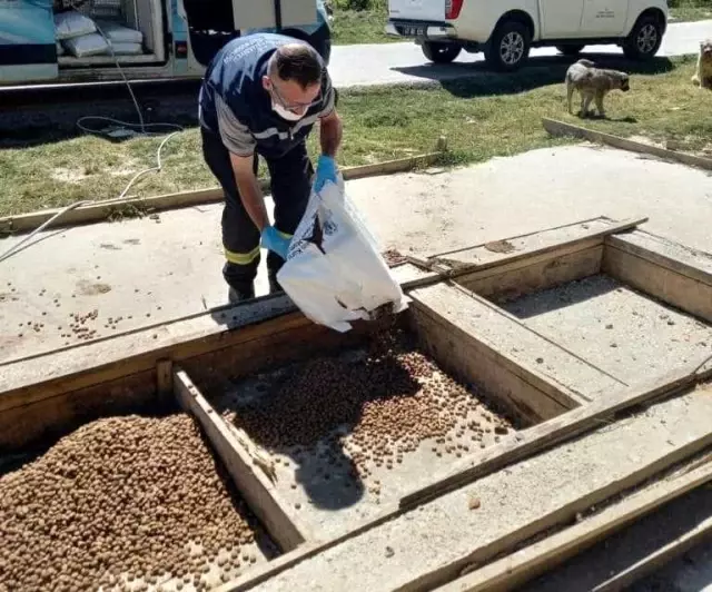 Tam kapanmada sokak hayvanları unutmadı Tam kapanmada sokak hayvanları unutmadı