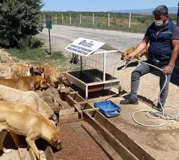 Tam kapanmada sokak hayvanları unutmadı Tam kapanmada sokak hayvanları unutmadı