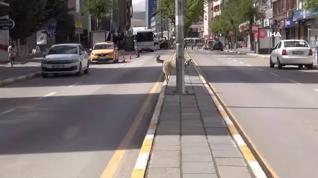- Van'da tam kapanma sessizliği - Van'da tam kapanma sessizliği