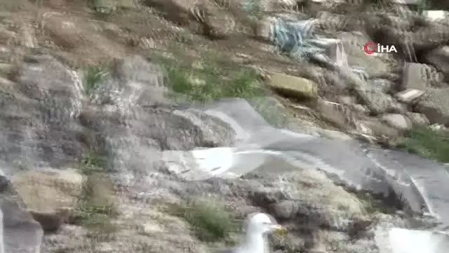 Son dakika haber | Van Gölü'nde martıların inci kefali için kıyasıya mücadelesi böyle görüntülendi
