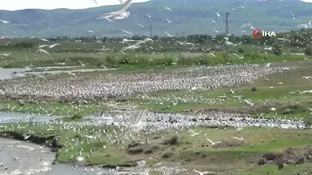 Son dakika haber | Van Gölü'nde martıların inci kefali için kıyasıya mücadelesi böyle görüntülendi