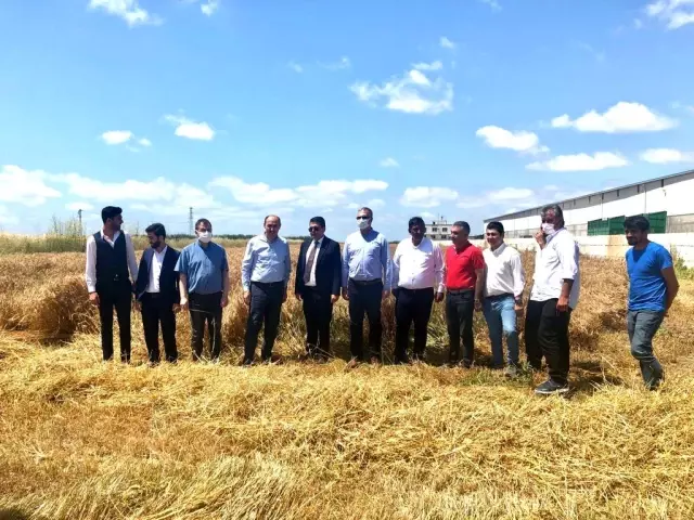 Çukurova'da buğday hasadı başladı