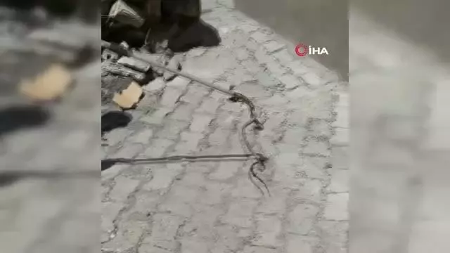 Ağrı'da evin bahçesine giren yılan yakalanıp doğaya bırakıldı Ağrı'da evin bahçesine giren yılan yakalanıp doğaya bırakıldı