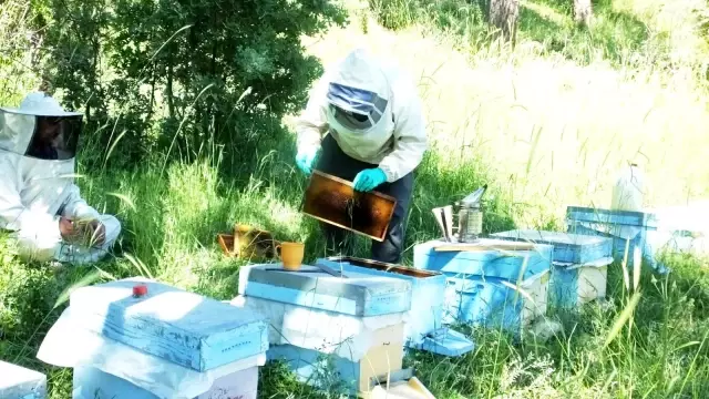 - Balıkesir'de bal fiyatlarındaki yükseliş arılara olan itibarı da artırdı - Balıkesir'de bal fiyatlarındaki yükseliş arılara olan itibarı da artırdı