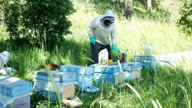 - Balıkesir'de bal fiyatlarındaki yükseliş arılara olan itibarı da artırdı - Balıkesir'de bal fiyatlarındaki yükseliş arılara olan itibarı da artırdı