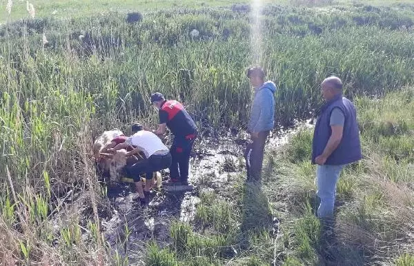 ÇAMURA SAPLANAN İNEĞİ İTFAİYE ERLERİ KURTARDI ÇAMURA SAPLANAN İNEĞİ İTFAİYE ERLERİ KURTARDI