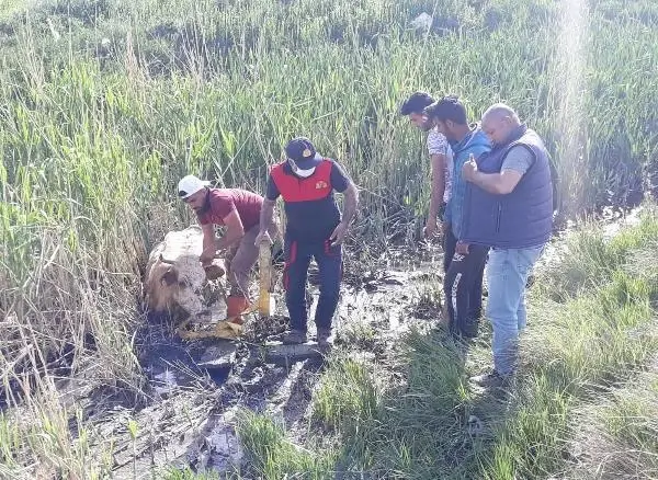 ÇAMURA SAPLANAN İNEĞİ İTFAİYE ERLERİ KURTARDI ÇAMURA SAPLANAN İNEĞİ İTFAİYE ERLERİ KURTARDI