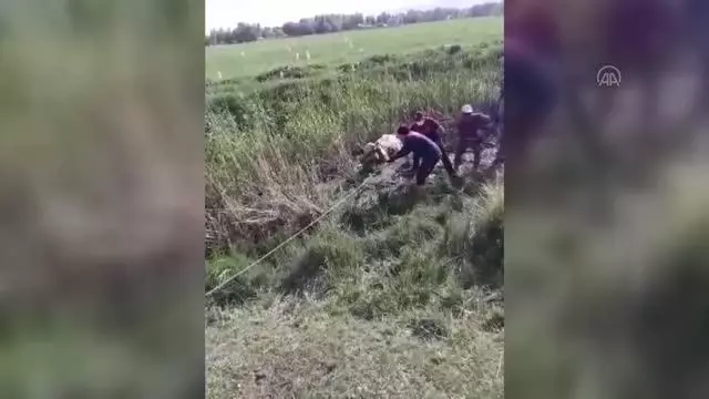 Son dakika haberi | Çamura saplanarak mahsur kalan ineği itfaiye kurtardı Son dakika haberi | Çamura saplanarak mahsur kalan ineği itfaiye kurtardı
