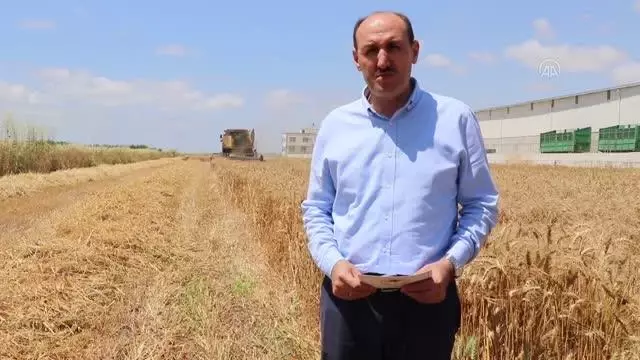 Çukurova'da buğday hasadı başladı Çukurova'da buğday hasadı başladı