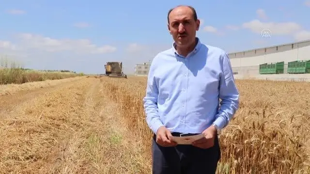 Çukurova'da buğday hasadı başladı