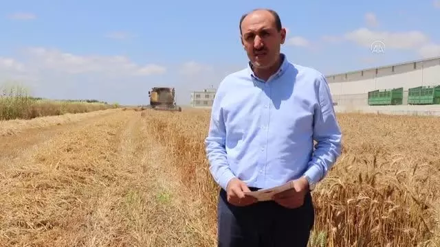 Çukurova'da buğday hasadı başladı