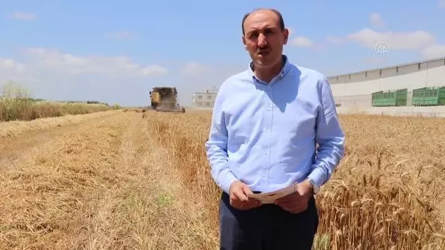 Çukurova'da buğday hasadı başladı