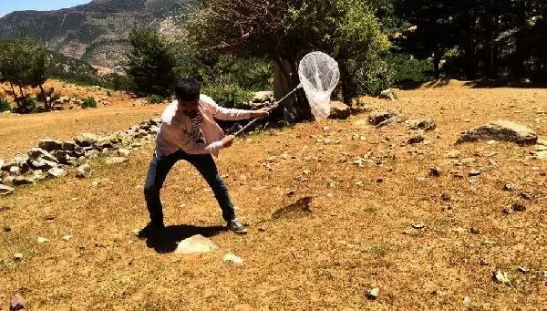 Gaziantep'te 6 mahalleye yayılan çekirge istilasına karşı mücadele başlatıldı Gaziantep'te 6 mahalleye yayılan çekirge istilasına karşı mücadele başlatıldı