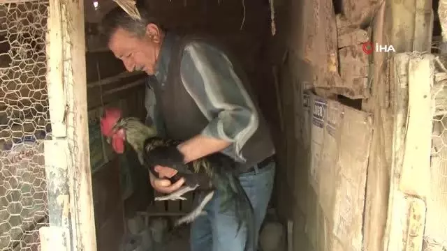 Son dakika haberleri! - Koronavirüs yasakları Denizli horozuna olan ilgiyi arttırdı Son dakika haberleri! - Koronavirüs yasakları Denizli horozuna olan ilgiyi arttırdı