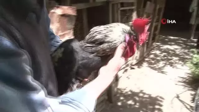 Son dakika haberleri! - Koronavirüs yasakları Denizli horozuna olan ilgiyi arttırdı Son dakika haberleri! - Koronavirüs yasakları Denizli horozuna olan ilgiyi arttırdı