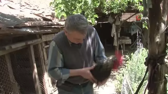 Son dakika haberleri! - Koronavirüs yasakları Denizli horozuna olan ilgiyi arttırdı Son dakika haberleri! - Koronavirüs yasakları Denizli horozuna olan ilgiyi arttırdı