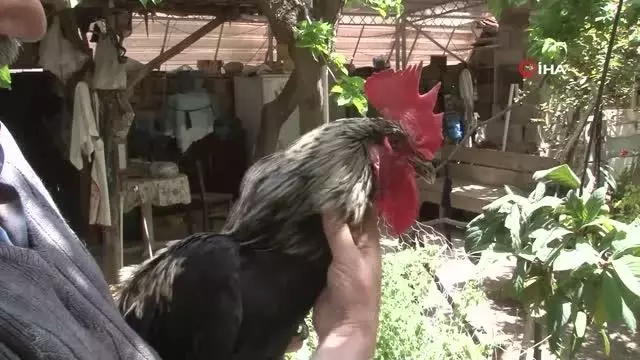 Son dakika haberleri! - Koronavirüs yasakları Denizli horozuna olan ilgiyi arttırdı Son dakika haberleri! - Koronavirüs yasakları Denizli horozuna olan ilgiyi arttırdı