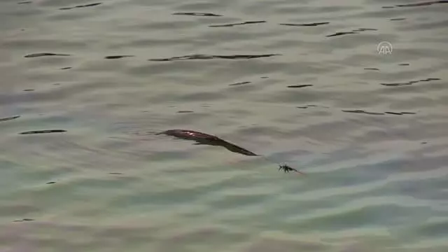 Motosikletle çarpışan taksi Seyhan Nehri'ne düştü: 2 yaralı Motosikletle çarpışan taksi Seyhan Nehri'ne düştü: 2 yaralı