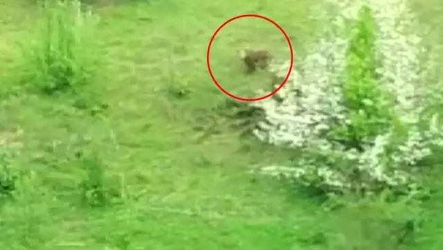 Yeşillik alanda karşılaştıkları ayıyı böyle çaya davet ettiler Yeşillik alanda karşılaştıkları ayıyı böyle çaya davet ettiler