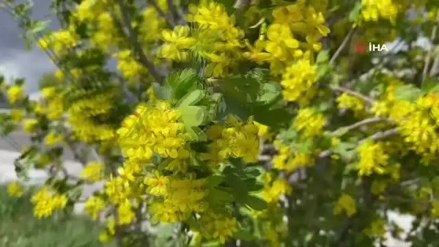 Ağrı'da renkleriyle doğayı süsleyen mevsim çiçekleri fotoğraf tutkunlarının ilgi odağı oldu Ağrı'da renkleriyle doğayı süsleyen mevsim çiçekleri fotoğraf tutkunlarının ilgi odağı oldu