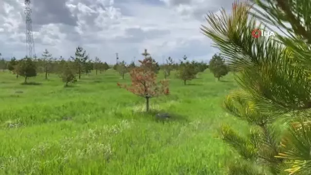 Ağrı'da renkleriyle doğayı süsleyen mevsim çiçekleri fotoğraf tutkunlarının ilgi odağı oldu Ağrı'da renkleriyle doğayı süsleyen mevsim çiçekleri fotoğraf tutkunlarının ilgi odağı oldu