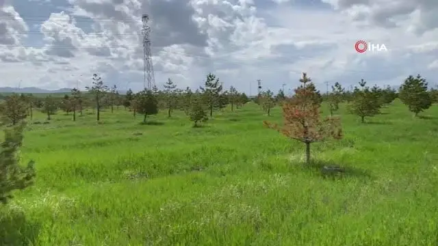 Ağrı'da renkleriyle doğayı süsleyen mevsim çiçekleri fotoğraf tutkunlarının ilgi odağı oldu Ağrı'da renkleriyle doğayı süsleyen mevsim çiçekleri fotoğraf tutkunlarının ilgi odağı oldu